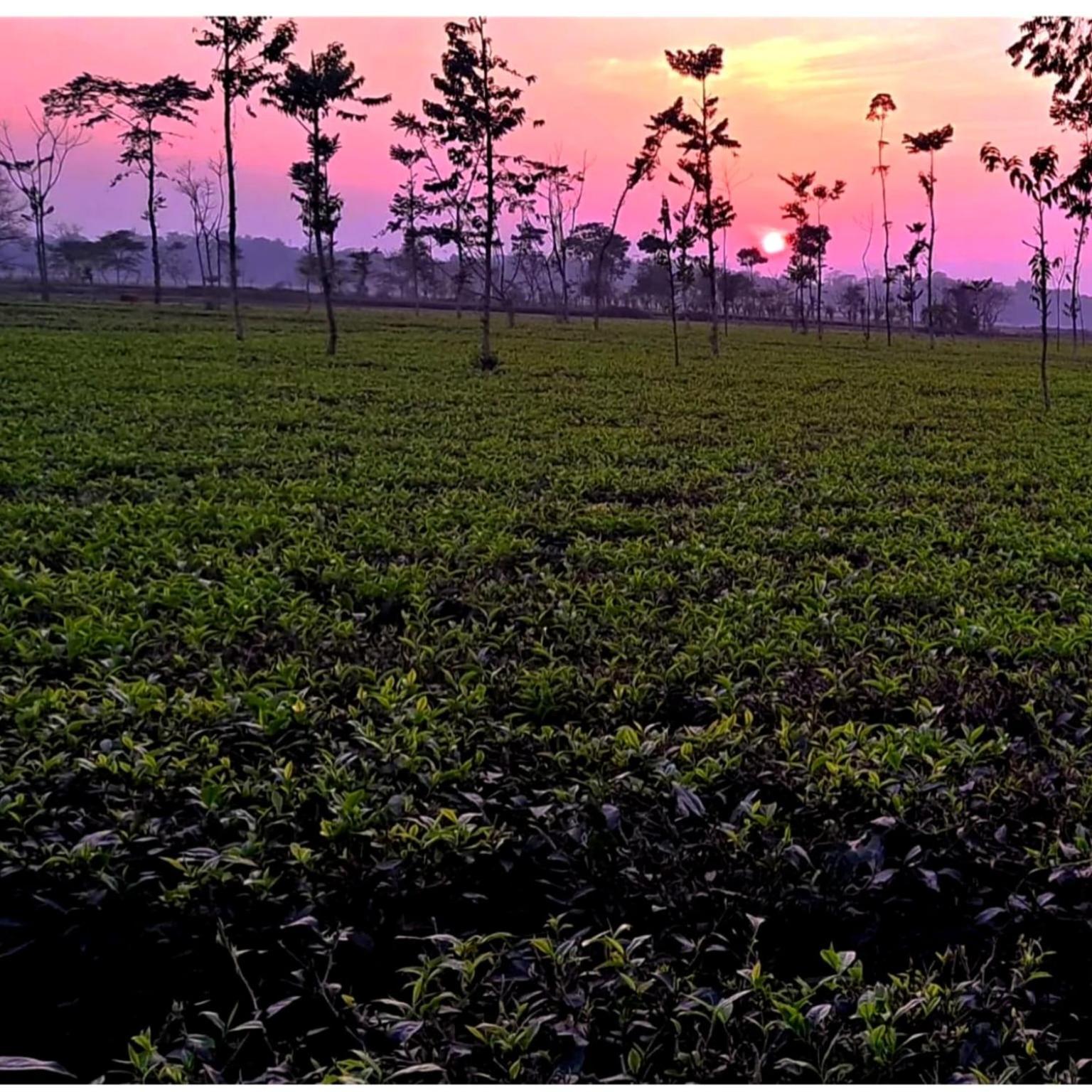 Krishna Farms And Village Resort Siliguri Extérieur photo